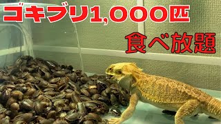 腹ペコのフトアゴヒゲトカゲにゴキブリ1,000匹与えてみた