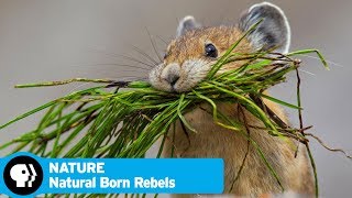 NATURE | Natural Born Rebels, Episode 1: \