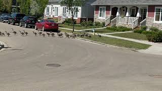 Incredible geese parade