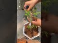 Hoa 10 giờ | Cách ghép 1 Thân cây 5mau cho hoa 10 giờ #bonsaihoamuoigio #bonsai #hoa10gio