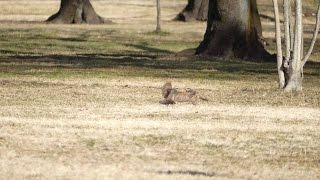 ツグミ (Dusky thrush) の喧嘩。 January 15,2017