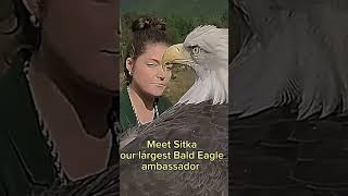 Meet Sitka, our largest Bald Eagle ambassador  #BaldEagleAmbassador #WildlifeEducation #shorts