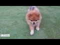 pet okulu en zeki pomeranian boo