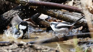 野鳥達の水飲み・水浴び　2023年3月