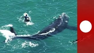 Images impressionnantes: Quand une baleine rencontre des surfeurs australiens