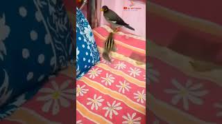 Funny Squirrel # short #YouTube shorts# you tube India। দুষ্টু কাঠবেড়ালি