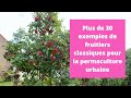 Plus de 30 exemples de fruitiers classiques pour la permaculture urbaine