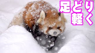 【円山動物園のレッサーパンダ】足どり軽く　December 17 , 2021　Red Panda COCO at Maruyama Zoo