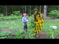 How To Prune Forsythias & Lilacs Plus a Sweet New Annual