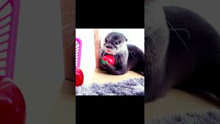 赤ちゃんカワウソ コタローのおもちゃ遊び - The excitement won’t stop! Kotaro the otter's toy playtime! #shorts