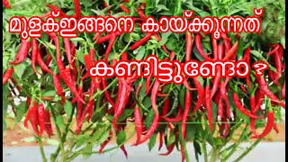 ഹൈബ്രിഡ് വിത്ത്|Arka Meghana Chilli|Hybrid Vegetable Seeds Online From ICAR-IIHR Bangalore