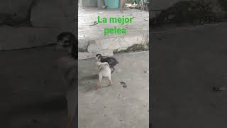 pavo Vs. pollito