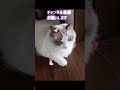 ラグドールの歌ww cat 猫のいる暮らし ラグドール shorts