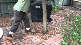 Loose Robinia tree in the ground