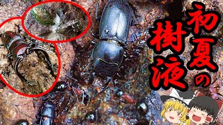 樹液が大賑わい!梅雨入り前、初夏の森が超楽しい‼︎【ノコギリクワガタ、スジクワガタ、マイマイカブリ、マイマイガ】【ゆっくり解説】