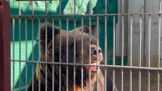 おやつを食べない時もあるアヤメちゃん🐻　1月4日　エゾヒグマ　東武動物公園