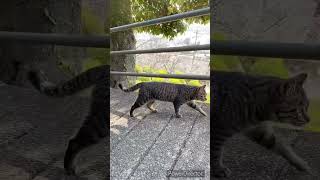 おのねこ　尾道千光寺で出会った自由気ままなお友だち