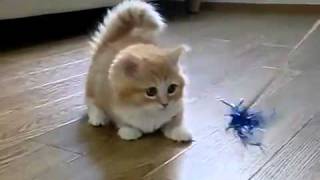 Fluffy Kitten does not know what to do.