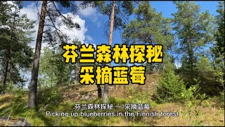 芬兰森林探秘—采摘蓝莓 Picking up blueberries in the Finnish forest