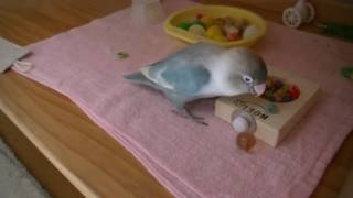 10歳　おもちゃのパーツて遊ぶ1　ボタンインコ　ピーちゃん　lovebird