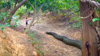 Anaconda snake in real life Big python Attack video