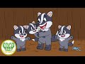 Los Tejones 🦡  Cuentos Infantiles 🐊 Coco Barry y sus amigos