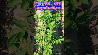 শখ করে একটু আলু লাগিয়েছিলাম  #potato #growth #shortsvideo