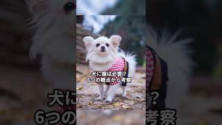 犬に服は必要？6つの観点から考察 #犬 #犬のいる暮らし #いぬのいる暮らし #多頭飼い