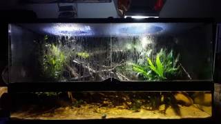 Channa punctata platinum, paludarium tank