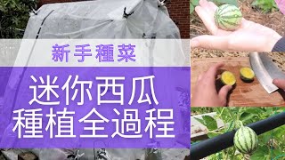 I harvest the world's smallest watermelon doll種出世界上最小的乒乓球黃西瓜？