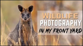 Wildlife Photography In My Front Yard - Kangaroos and Wallabies - In The Field Vlog #3