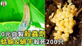 園藝界14種殺蟲劑秘方洩露，100%解決螞蟻，蛞蝓、蝸牛、鼻涕蟲，用不了幾分錢效果1000分|花花世界