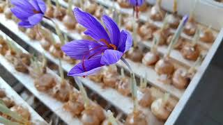 My successful trainee is growing saffron indoors in Iran