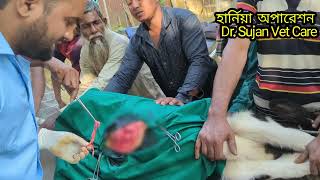 Hernia Operation||Dr. Sujan Vet Care||❤️❤️