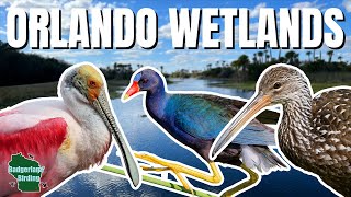 Is This the BEST Birding Destination in Florida?
