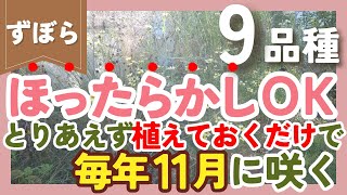 【ほったらかし】植えるだけで毎年11月に咲く植物💐9品種紹介！ずぼらガーデニングの花壇で大活躍‼️【ガーデニング】【園芸】