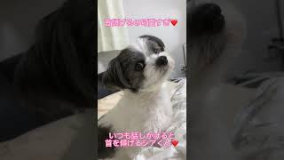 いつも話しかけると首を傾げるシアくん❤️#チワマル #チワワ #マルチーズ #犬 #犬のいる暮らし #dog #youtubeshorts