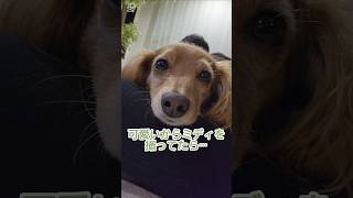 ため息をつくミディ😮‍💨#ダックス #トイプードル #ダップー #mix犬 #可愛い #ショート動画 #shorts