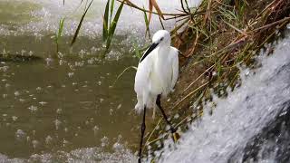 獲物を逃がして悔しがるコサギ(4K) / Heron misses his prey and regrets