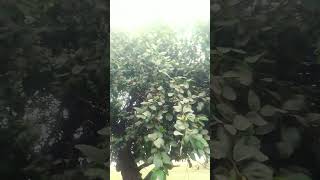 heavy fruiting on Barry #viral #farming #shorts