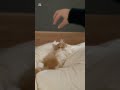 お目目きゅるきゅるな子猫🐱 猫 猫動画 ねこのいるくらし ねこくん大好き ねことくらす cat 猫好きさんと繋がりたい