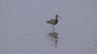 カニなどを食べるチュウシャクシギ