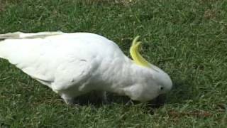 Wild Sulphur-crested Cockatoo encounter - Australia