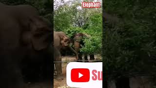 ආවා නේද .... #biutiful #elephante #subscribe