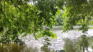 Birds charming Beside the lake।। নির্জন দুপুরে লেকের ধারে পাখিদের খুনসুটি।।