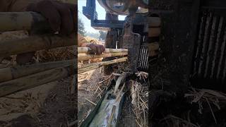 Traditional Sugarcane Juice Extraction for Pure Jaggery | Rural Pakistan #shorts