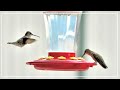 the HUMMINGBIRDS are HERE!! - How to make HUMMINGBIRD FOOD