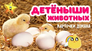 Детёныши животных и их звуки - Учим животных | Карточки Домана | Развивающие мультики