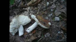 Russula pelargonia