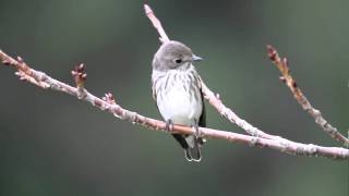 Grey streaked Flycatcher 1 FullHD JH1RNZ